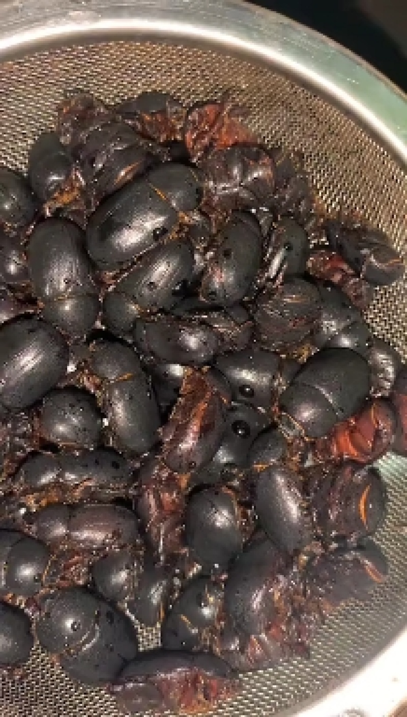 蚰壳螂，黑瞎闯子，金龟子，油壳螂