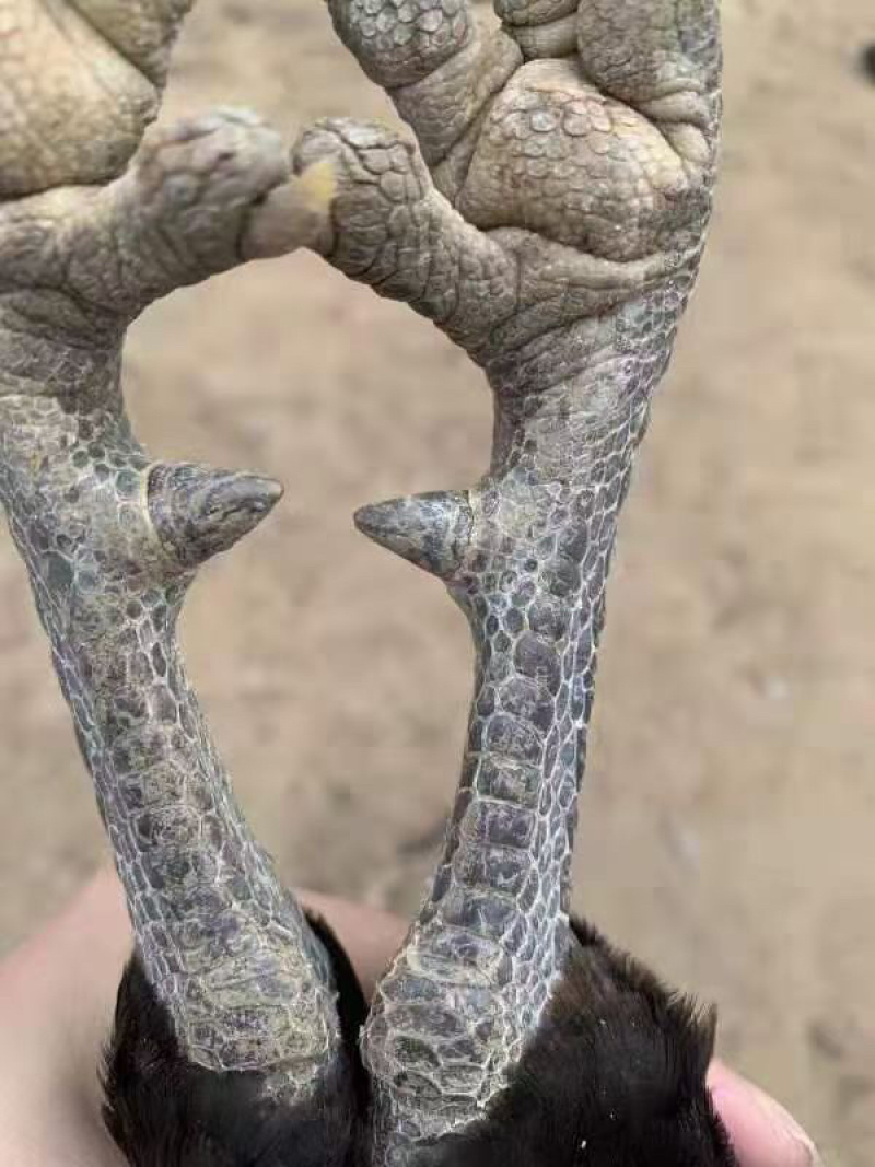 漂亮黑窑阎鸡。价格实惠，大量货源。长期供应