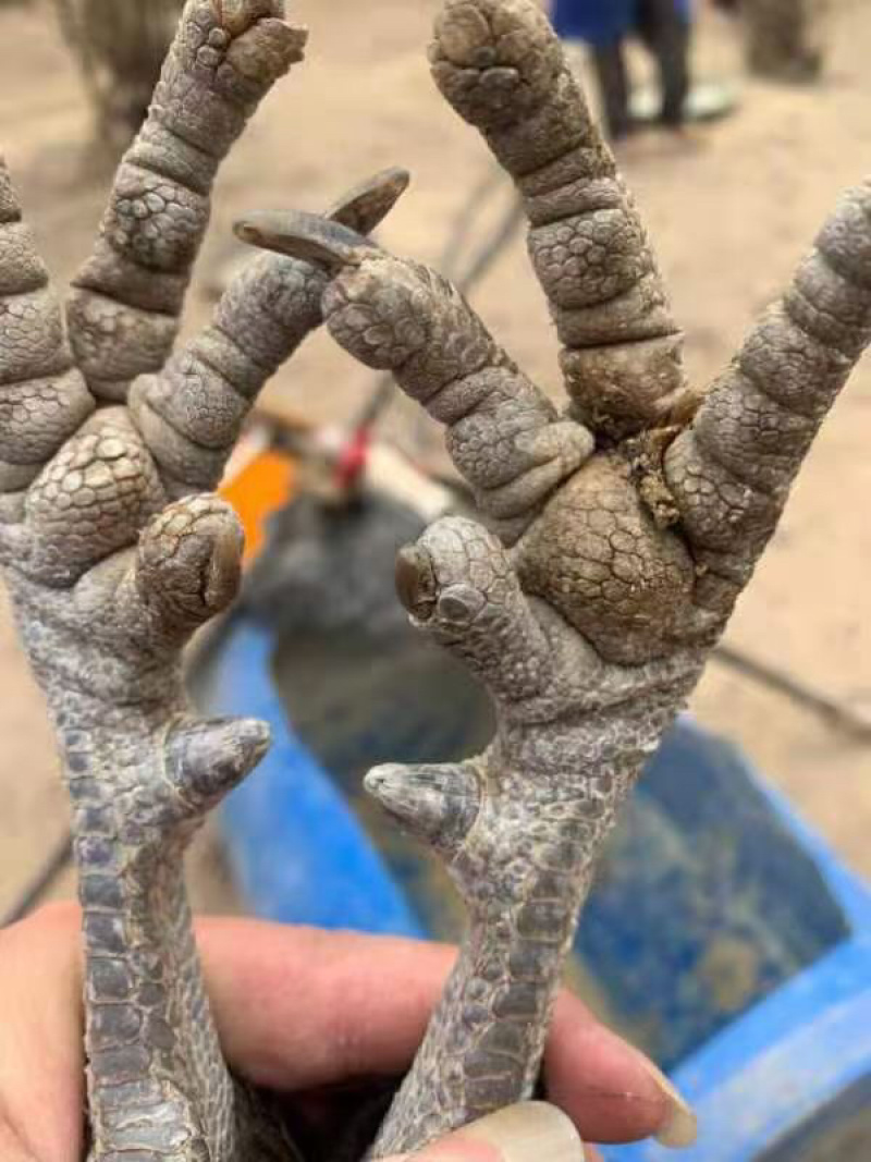 漂亮黑窑阎鸡。价格实惠，大量货源。长期供应