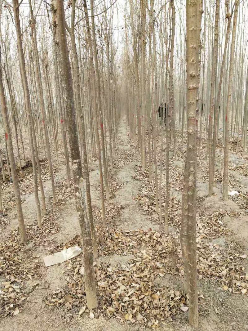 刺槐树苗，山东刺槐基地，批发刺槐树苗量大从优