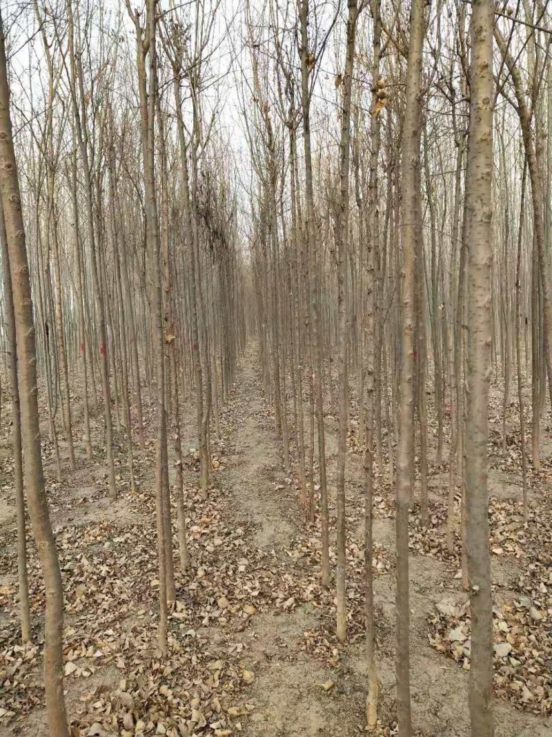 刺槐树苗，山东刺槐基地，批发刺槐树苗量大从优