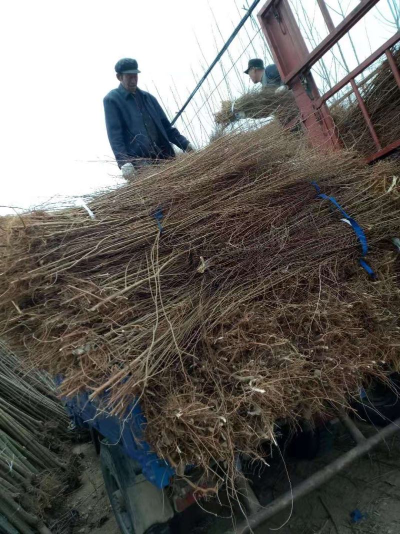 刺槐树苗，山东刺槐基地，批发刺槐树苗量大从优