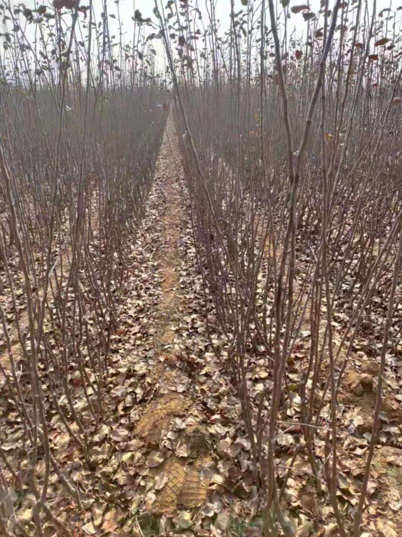 【维纳斯黄金】苹果苗脱毒苗3年挂果高丰产现挖现发