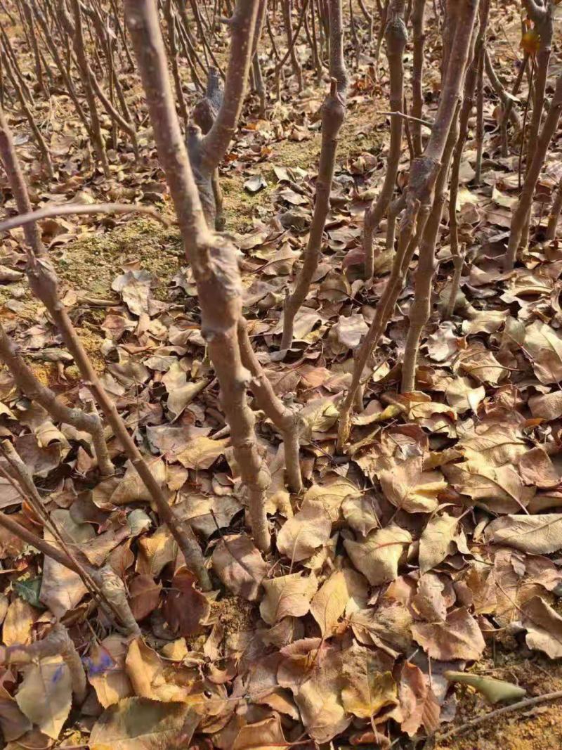 【维纳斯黄金】苹果苗脱毒苗3年挂果高丰产现挖现发