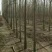 【荐】白蜡树苗4-8公分白蜡树苗山东白蜡树苗技术指导热卖