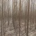 【荐】白蜡树苗4-8公分白蜡树苗山东白蜡树苗技术指导热卖