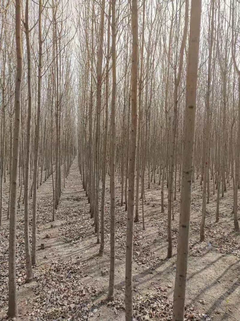 【荐】白蜡树苗4-8公分白蜡树苗山东白蜡树苗技术指导热卖