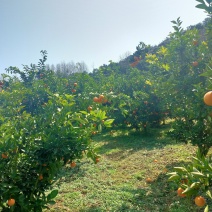 湖南郴州资兴东江湖夏橙(即将上市)