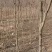 红火箭紫薇量大3～5公分10元量大