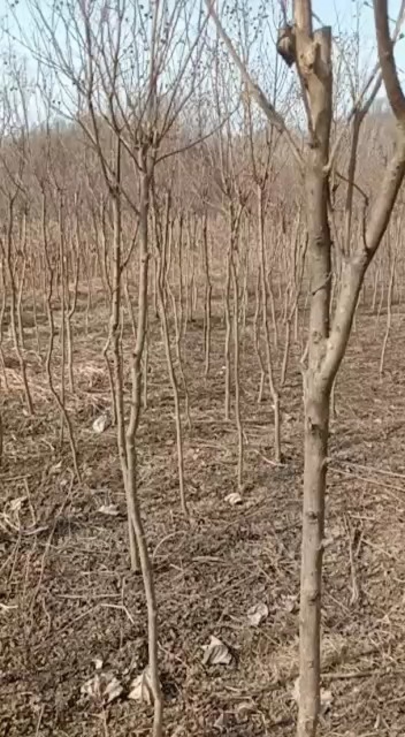 红火箭紫薇量大3～5公分10元量大