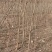 红火箭紫薇量大3～5公分10元量大