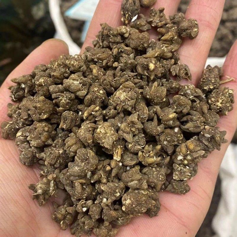 猫爪草无硫优质猫爪草水洗货干净带抓药方