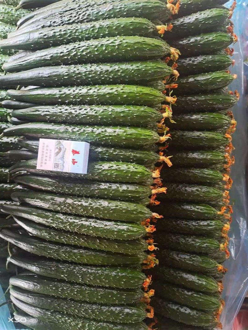 油亮条黄瓜,黑皮黄瓜，顶花带刺短把绿瓤，25公分以上