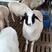 杜寒杂交羊体型长的大，，一胎生四五个，两只包发货。