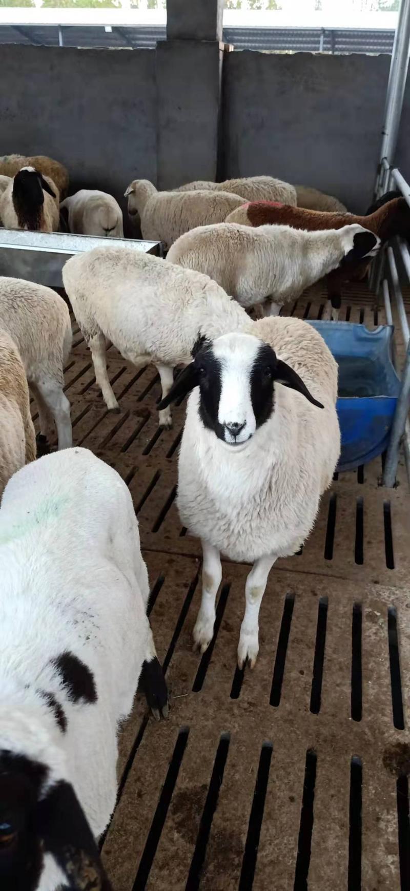 杜寒杂交羊体型长的大，，一胎生四五个，两只包发货。