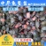 【2023新苗】中华龟鳖苗甲鱼苗水鱼苗外塘精养