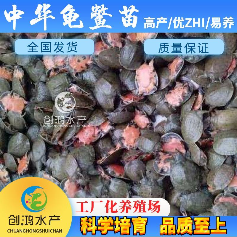 【2023新苗】中华龟鳖苗甲鱼苗水鱼苗外塘精养