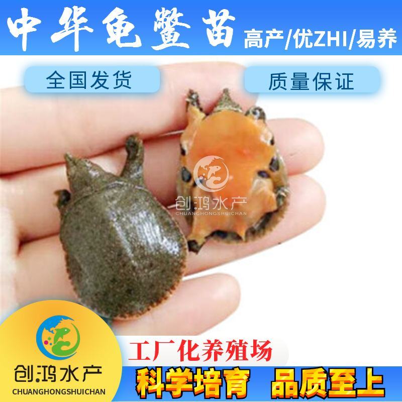 【2023新苗】中华龟鳖苗甲鱼苗水鱼苗外塘精养