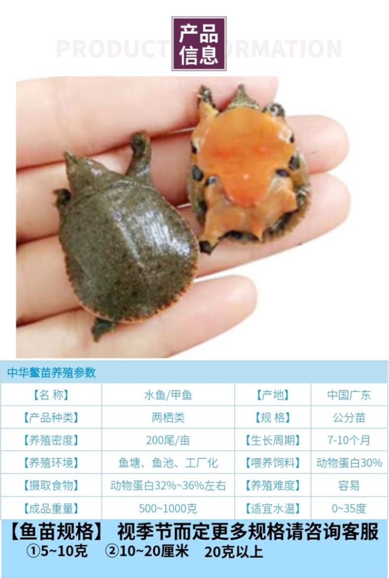 【2023新苗】中华龟鳖苗甲鱼苗水鱼苗外塘精养