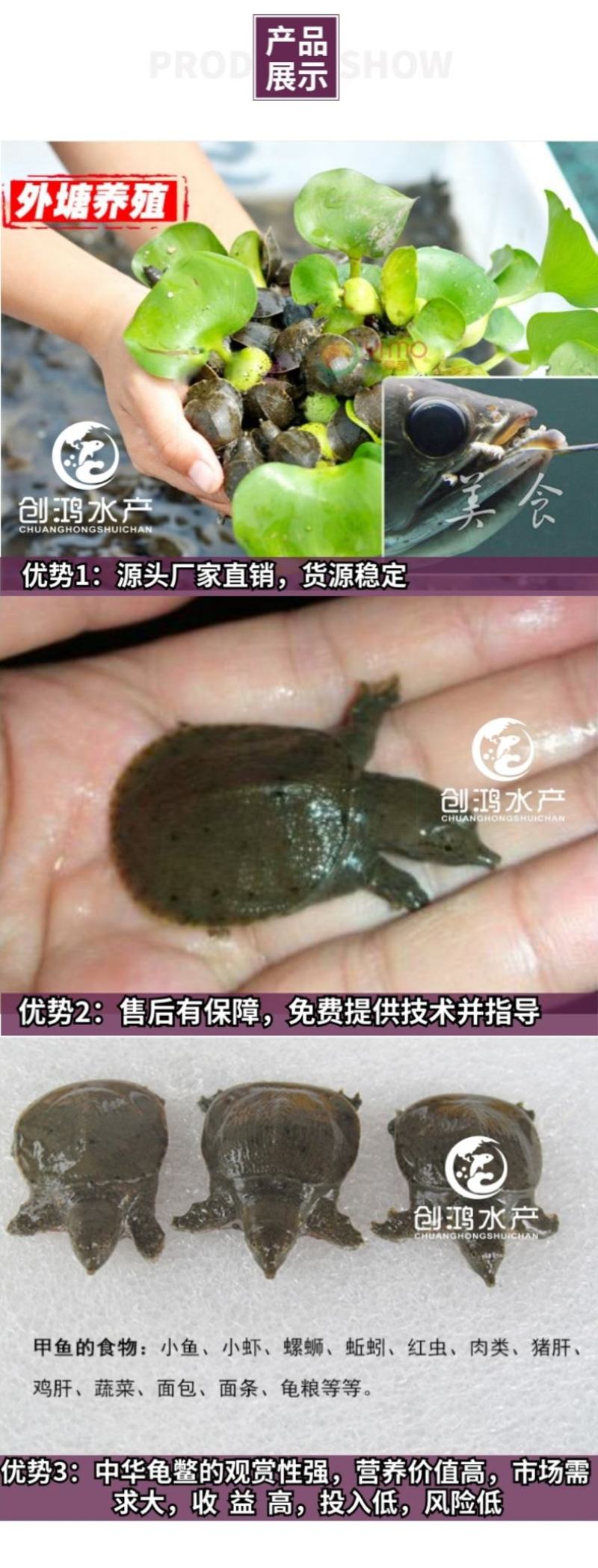 【2023新苗】中华龟鳖苗甲鱼苗水鱼苗外塘精养