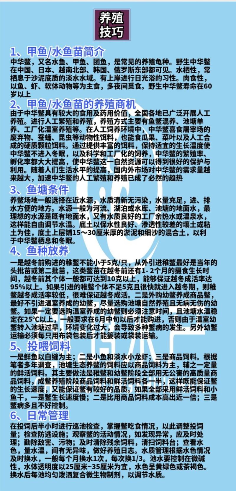 【2023新苗】中华龟鳖苗甲鱼苗水鱼苗外塘精养