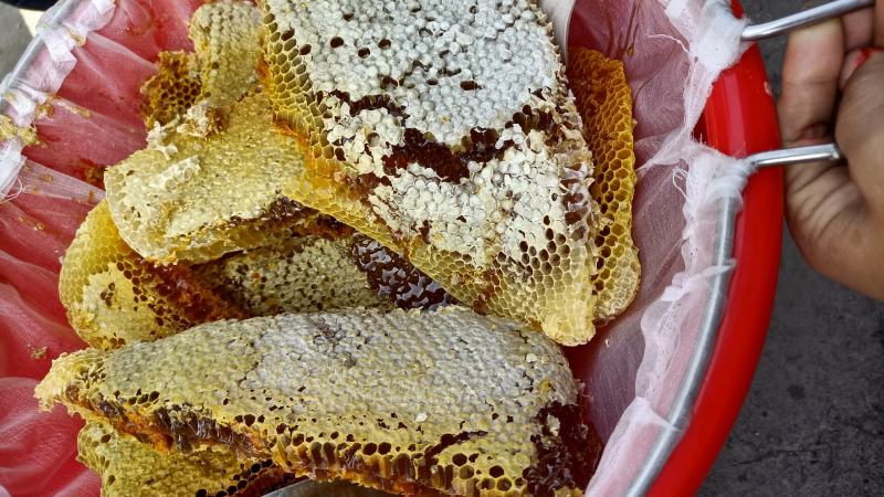 今天又找了一窝还有点蜜。家里还有纯野生中蜂土冬蜜