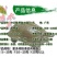 2023新苗中华龟鳖苗甲鱼苗水鱼苗龙鱼饲料放生鱼