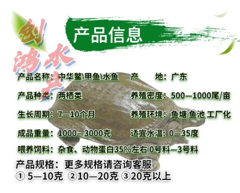 2023新苗中华龟鳖苗甲鱼苗水鱼苗龙鱼饲料放生鱼