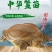 2023新苗中华龟鳖苗甲鱼苗水鱼苗龙鱼饲料放生鱼