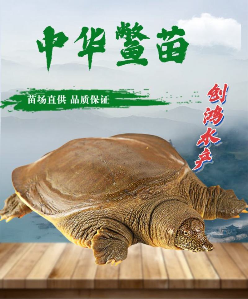2023新苗中华龟鳖苗甲鱼苗水鱼苗龙鱼饲料放生鱼