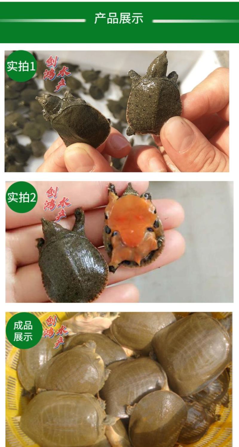 2023新苗中华龟鳖苗甲鱼苗水鱼苗龙鱼饲料放生鱼