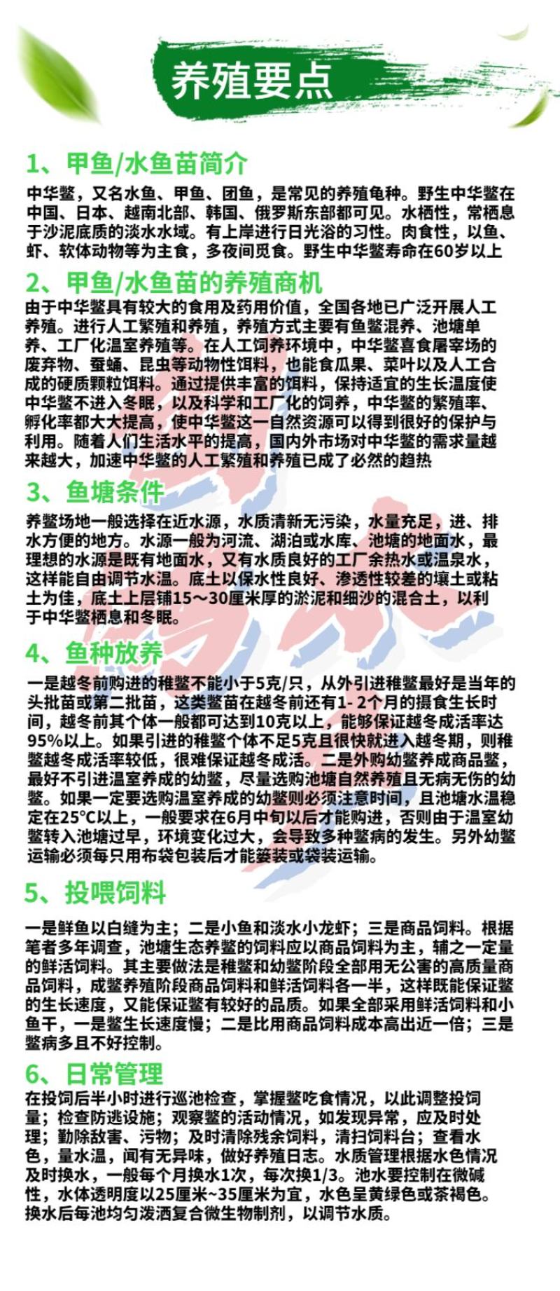 2023新苗中华龟鳖苗甲鱼苗水鱼苗龙鱼饲料放生鱼