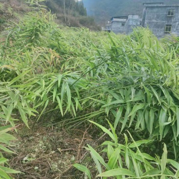 出售黄精苗黄精种子黄精块