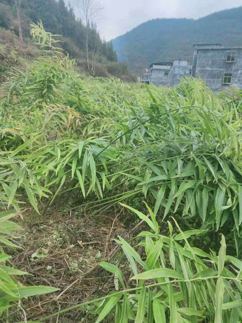 出售黄精苗黄精种子黄精块