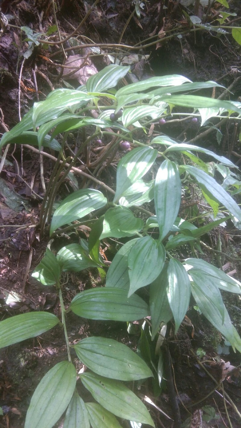 散斑竹根七野生货，下单现采