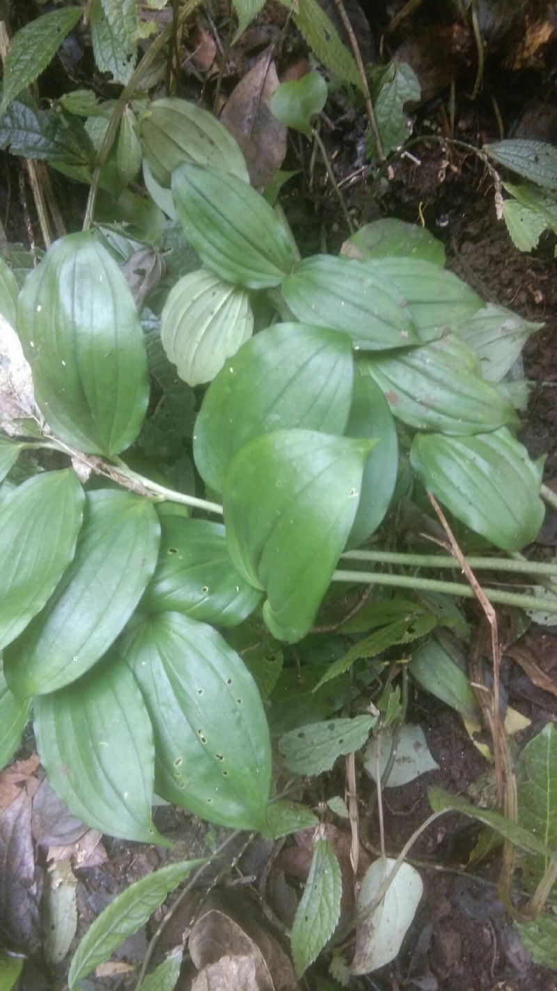 散斑竹根七野生货，下单现采