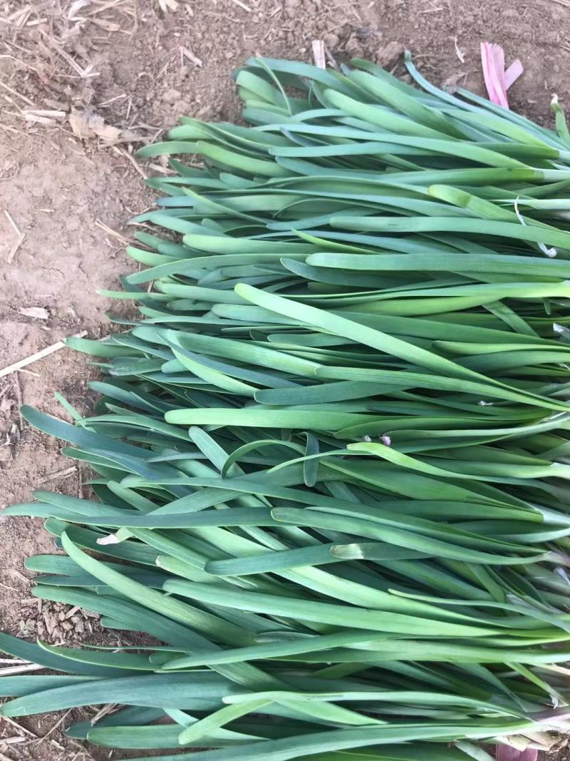 梁山韭菜基地一级韭菜