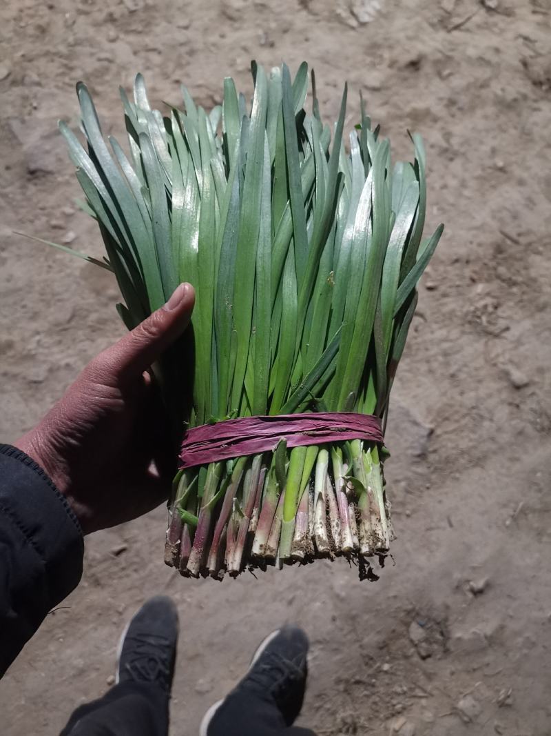 梁山韭菜基地一级韭菜