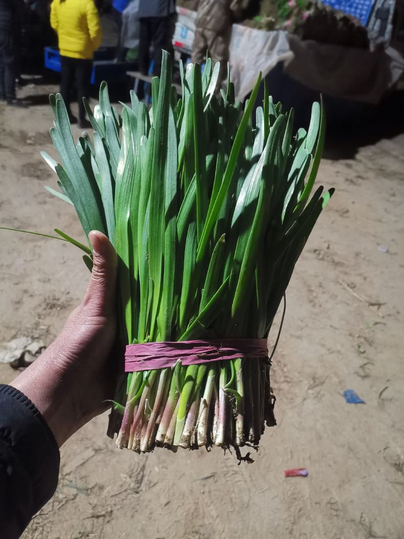 梁山韭菜基地一级韭菜