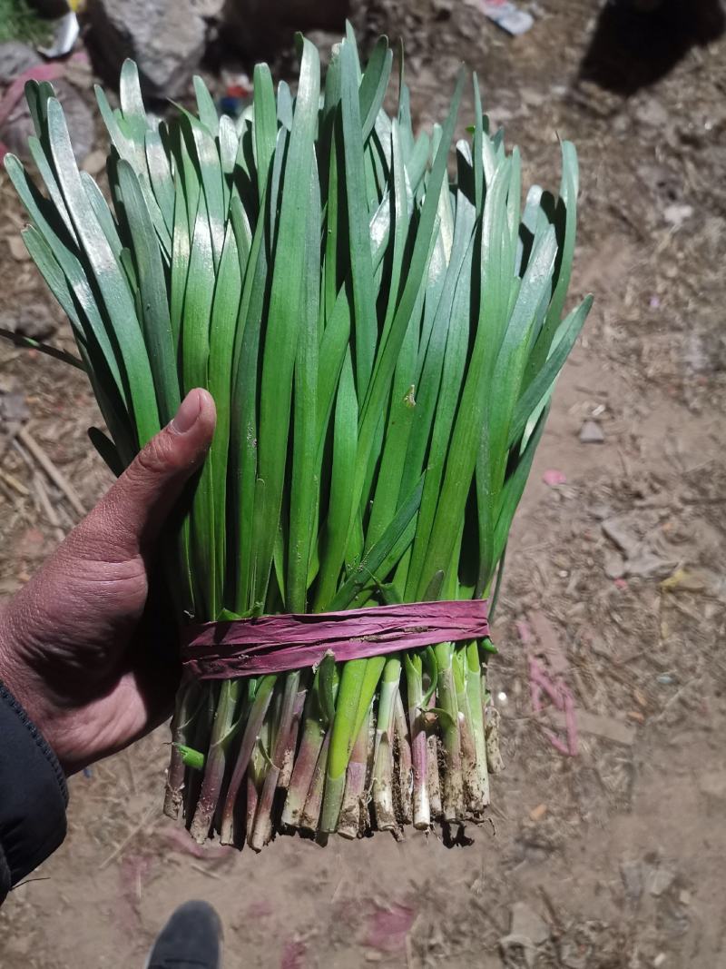 梁山韭菜基地一级韭菜