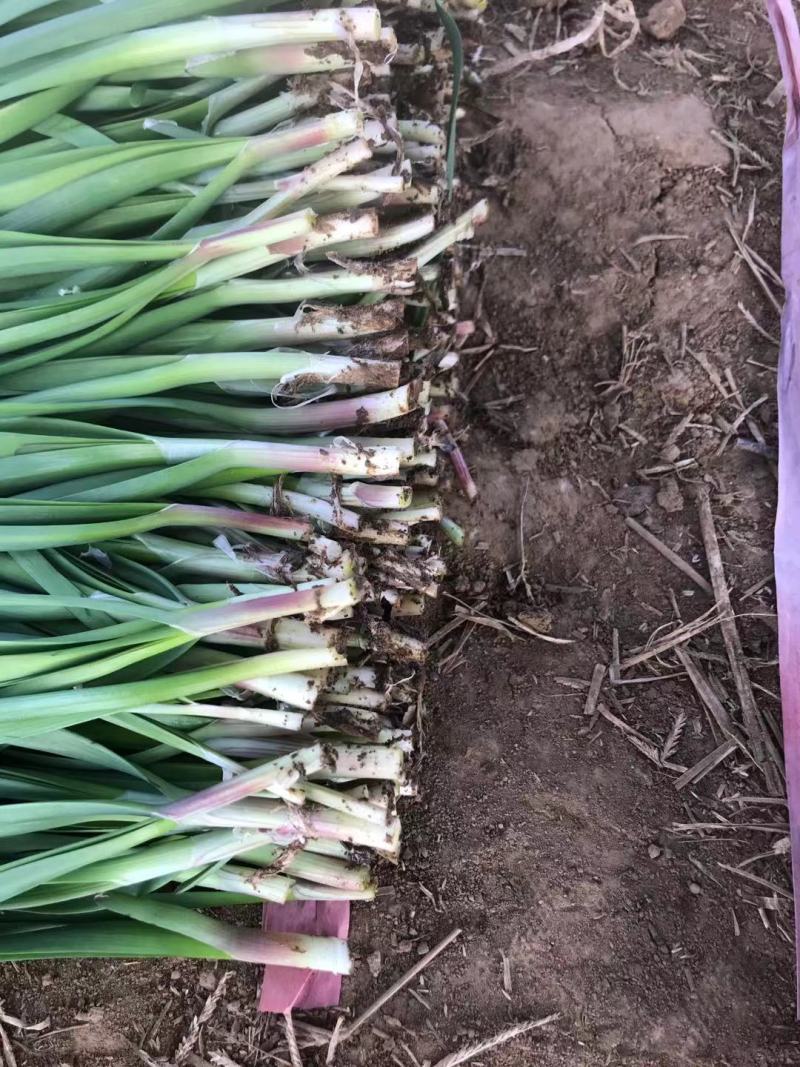 梁山韭菜基地一级韭菜