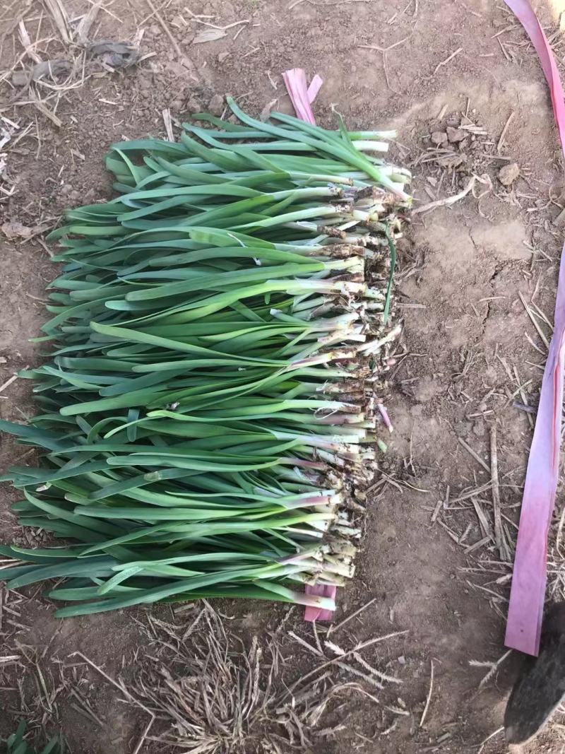 梁山韭菜基地一级韭菜