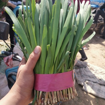 梁山韭菜基地一级韭菜
