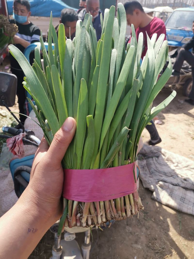 梁山韭菜基地一级韭菜
