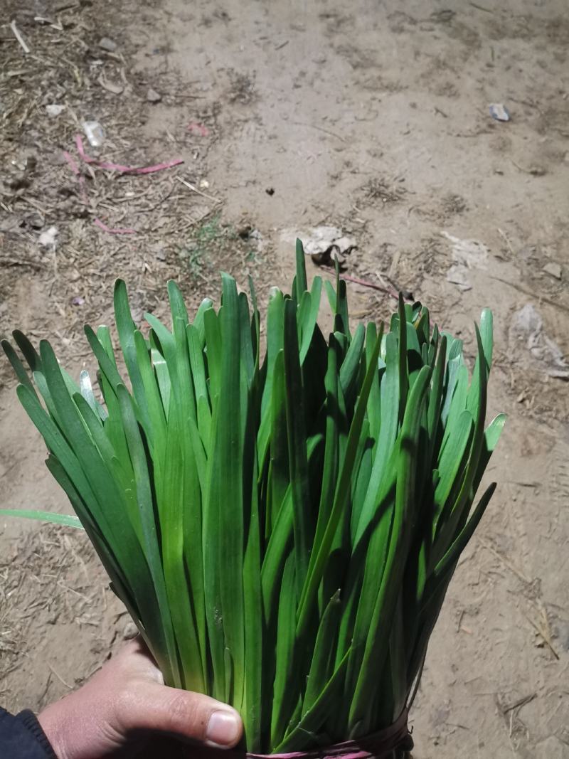梁山韭菜基地一级韭菜
