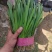 梁山韭菜基地一级韭菜