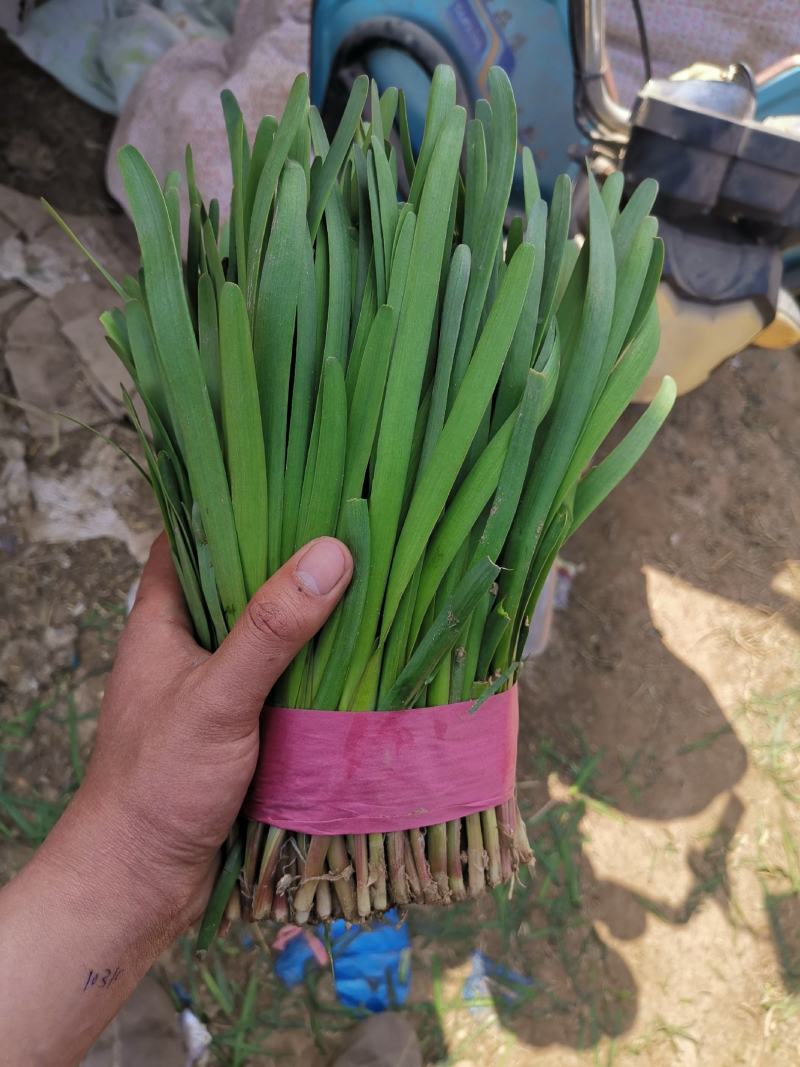 梁山韭菜基地一级韭菜