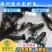 【2023新苗】澳洲淡水小龙虾苗澳洲淡水龙虾苗淡水养殖