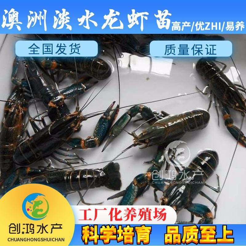 【2023新苗】澳洲淡水小龙虾苗澳洲淡水龙虾苗淡水养殖