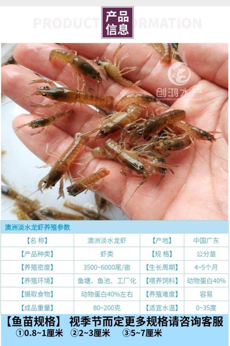 【2023新苗】澳洲淡水小龙虾苗澳洲淡水龙虾苗淡水养殖